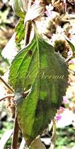  Stem and Leaves